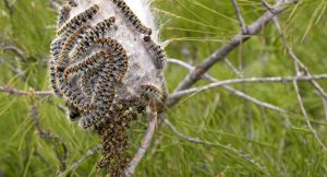 ONDARA INTENSIFICA LES TASQUES DE CONTROL DE LA PROCESSIONÀRIA DAVANT L’AUGMENT DE PRESÈNCIA AQUEST INICI D’ANY