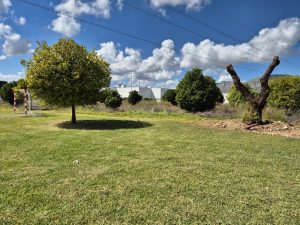 LA REGIDORIA DE MEDI AMBIENT D’ONDARA TRASPLANTA 10 ARBRES PER PRESERVAR-LOS I REUBICAR-LOS EN DIFERENTS ZONES VERDES DEL MUNICIPI